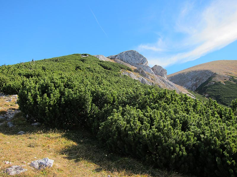 fleischersteig